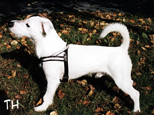 syksy 2001.jpg - Noin vuoden ikäisenä